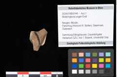 Foto (Objekt + Etikett) von Widdringtonia ungeri Endl. (NHMW-GEO-2024-0188-0144)